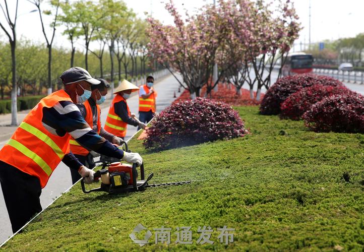 安阳城市绿化带种植什么植物好