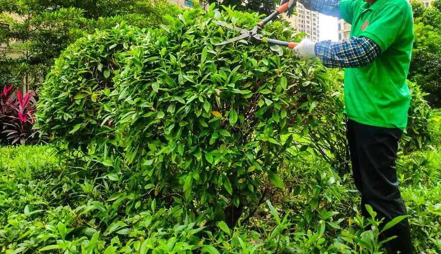 绿化工程用马蔺供应吗