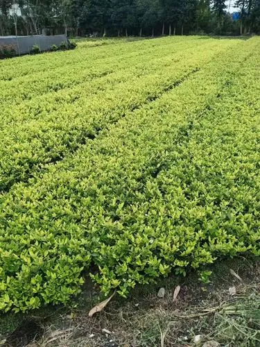 长垣市规划苗寨绿化工程